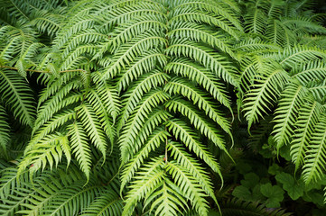 Green leaves of fern.