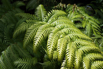 Fototapeta na wymiar Green leaf of fern.