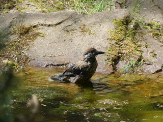 Swimming Bird