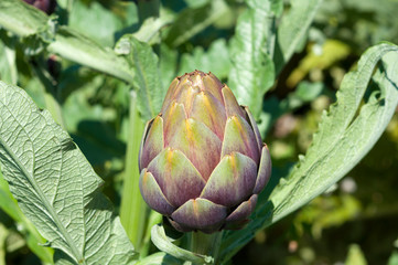 Organic Artichoke