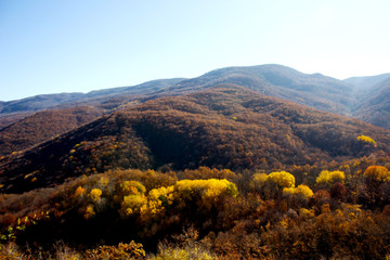 Autumn mountain forest landscape in sunny weather. Trees with yellow-red and orange leaves on a high hill in autumn. Crimson autumn landscape. Forest on the hills. 