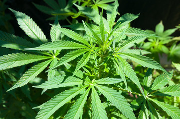 Fototapeta na wymiar Medical Cannabis