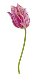 tulip flower isolated