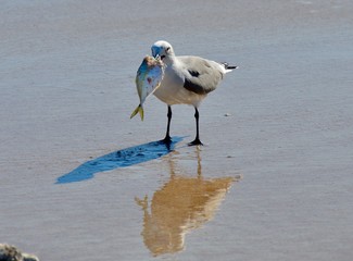 seagull on the beach with fish 