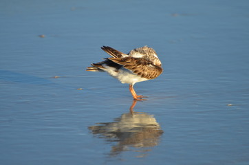 Bird in water