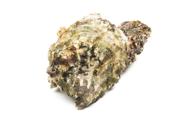 oyster isolated