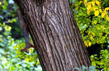 Squirrel running through a tree in the forest. The squirrel animal froze on a large textural tree on a clear day in the fresh air. 