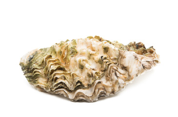 oyster isolated