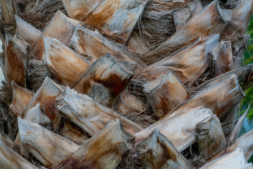 Palm, texture, backgrounds