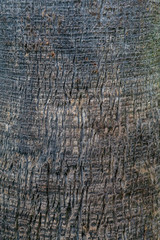 Fototapeta premium texture, wood, bark