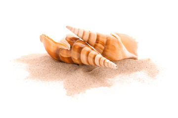 Seashells and sand on white background