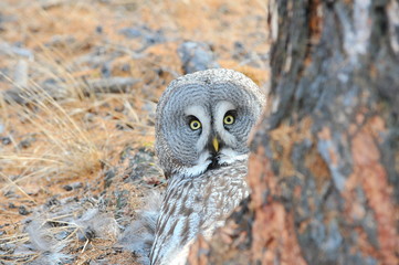 The bearded tawny-length of the bird's body reaches 80 cm, the wingspan is 1.5 m. The owl's head visually seems very large, the color is smoky-gray without red tones. Yellow eyes