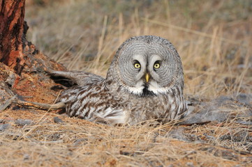 The bearded tawny-length of the bird's body reaches 80 cm, the wingspan is 1.5 m. The owl's head visually seems very large, the color is smoky-gray without red tones. Yellow eyes