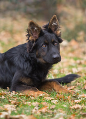 young german shepherd dog