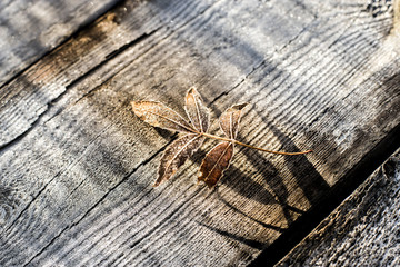 hoja con escarcha y hielo de la mañana