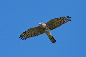 Eurasian sparrowhawk (Accipiter nisus)