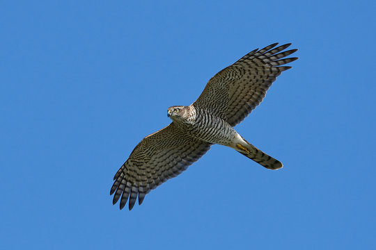 Eurasian sparrowhawk (Accipiter nisus)