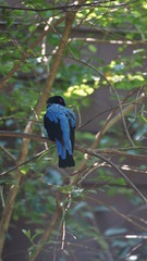 Fairy Bluebirds are small passerine bird species found in forests and plantations in tropical southern Asia and the Philippines