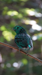 The green broadbill also known as the lesser green broadbill is a small bird in the broadbill family can be identified by its vibrant green plumage