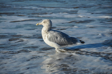 A seagull in Brooklyn