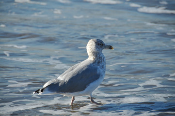 A seagull in Brooklyn
