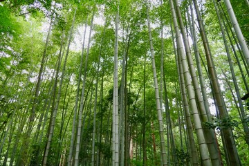 中尊寺の竹林