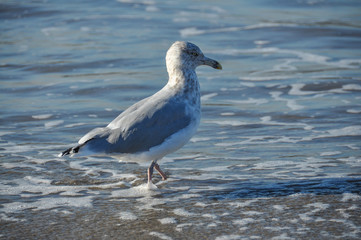 A seagull in Brooklyn