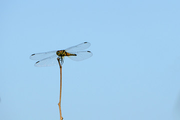 Dragonfly against the blue sky