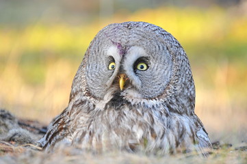 The bearded tawny-length of the bird's body reaches 80 cm, the wingspan is 1.5 m. The owl's head visually seems very large, the color is smoky-gray without red tones. Yellow eyes