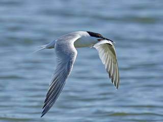 Sandwich tern (Thalasseus sandvicensis)