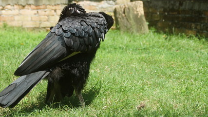 The southern ground hornbill, is one of two species of ground hornbill and is the largest species of hornbill