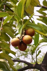 Diospyros malabarica fruit in nature garden