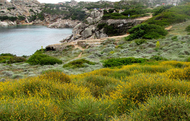 Sardine. The landscape in springtime