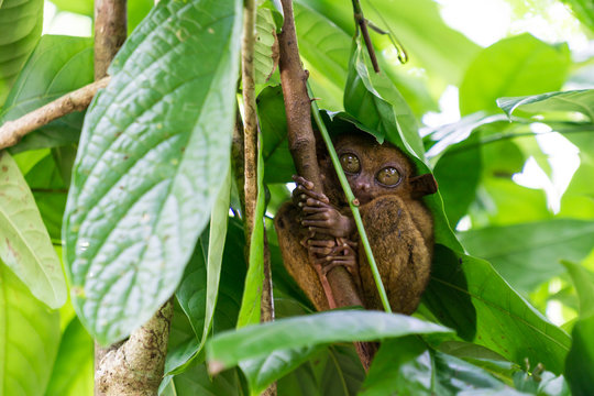 Philippine Tarsier - Bohol Island, Philippines