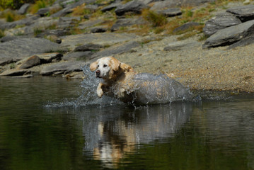 Golden Retriever jumping in the water with reflections