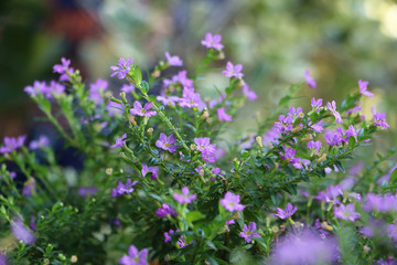 violet small flowers in the garden  