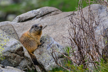 Groundhog on a Rock