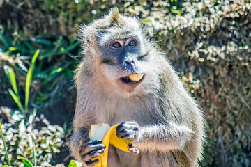 Singe dans la foret tropical - monkey in indian ocean