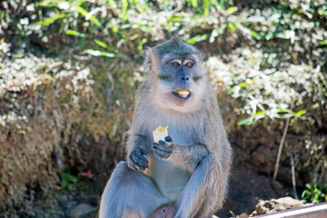 Singe dans la foret tropical - monkey in indian ocean