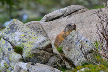 Groundhog on a Rock
