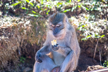 Singe dans la foret tropical - monkey in indian ocean