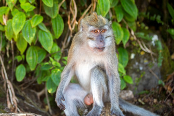 Naklejka na ściany i meble Singe dans la foret tropical - monkey in indian ocean