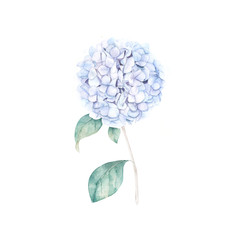 Aquarell handgezeichnete Illustration. Blauer Hortensiendruck. Botanisch isoliertes Design © natikka