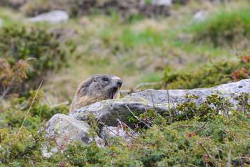 Groundhog on a Rock