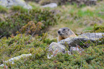 Groundhog on a rock