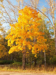 Park in the fall. Russian autumn nature. Russia, Ural, Perm region