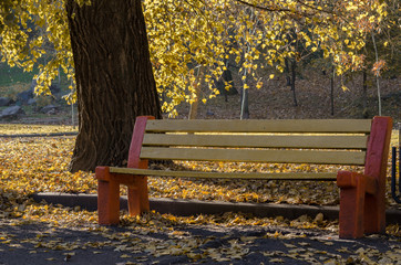 Yellow lonely bench in the autumn park under the crown of a yellowed tree and against the background of fallen leaves.