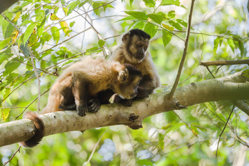 Hooded Capuchins, Pantanal, Brazil