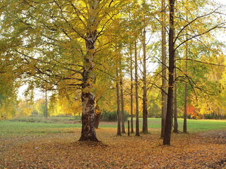 Park in the fall. Russian autumn nature. Russia, Ural, Perm region