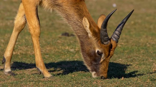 Nile lechwe (Kobus megaceros) grazing